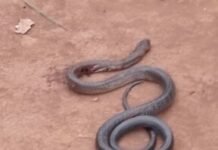 Centrafrique : les serpents sèment la terreur à Ouanda-Djallé Serpent cobra sur un sol en terre battue après avoir mordu un jeune homme à Baboua serpent-cobra Un chauffeur de Baboua attaqué par un serpent cobra en pleine nuit