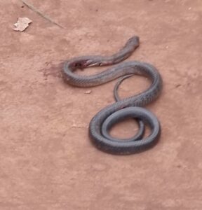 Centrafrique : les serpents sèment la terreur à Ouanda-Djallé