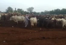 Marché à bétail de Bouboui : les vols de bétail inquiètent les éleveurs malgré les annonces du gouvernement Marché à bétail de Bouboui : les vols de bétail inquiètent les éleveurs malgré les annonces du gouvernement