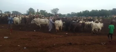 Damara : un voleur du bœuf de Touadéra arrêté par les mercenaires russes grâce au GPS posé sur l’animal