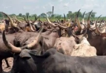 Transhumance en Centrafrique : encore plus de 30 morts en 2025 et 2026 selon la Minusca malgré les multiples sensibilisations Transhumance en Centrafrique : encore plus de 30 morts en 2025 et 2026 selon la Minusca malgré les multiples sensibilisations