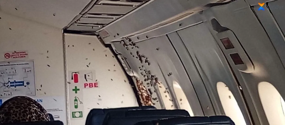 Centrafrique : un avion humanitaire contraint d’atterrir à Bambari après l’intrusion d’abeilles à bord